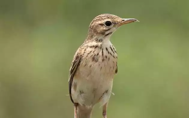 Paddyfield Pipit